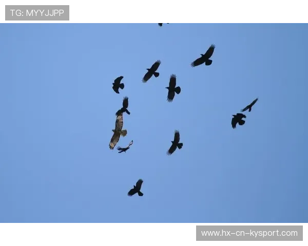 乌鸦那场真漂亮，攻防一体的范本，乌鸦salt